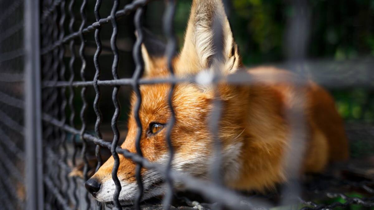El alto riesgo de tener animales silvestres en los hogares