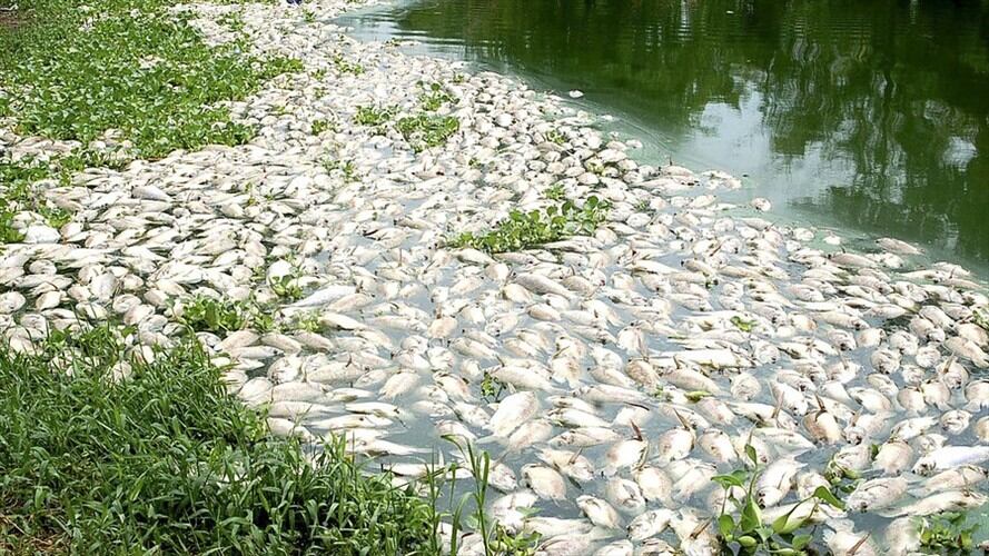 Mortandad de peces / Imagen referencia. Foto: Colprensa