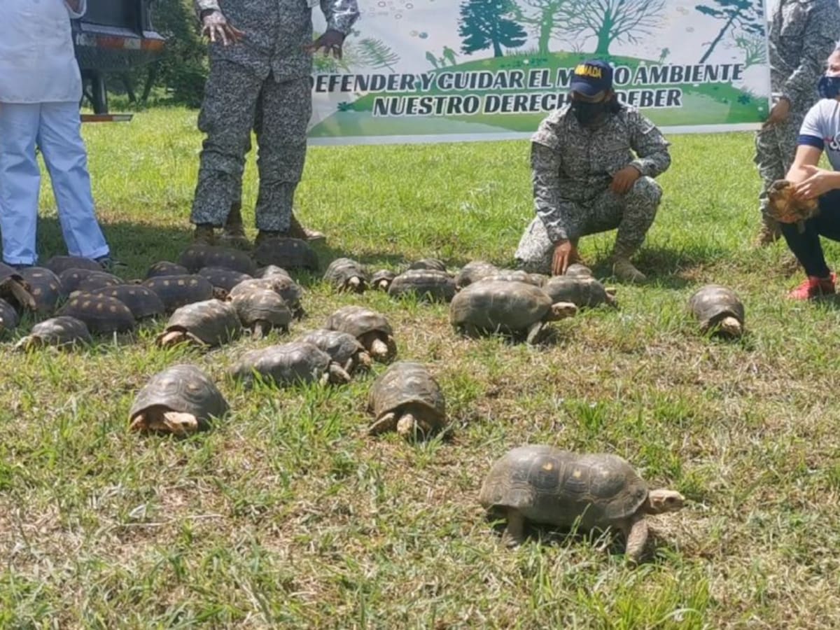 Armada retornará a su hábitat a 52 tortugas morrocoy en Bolívar