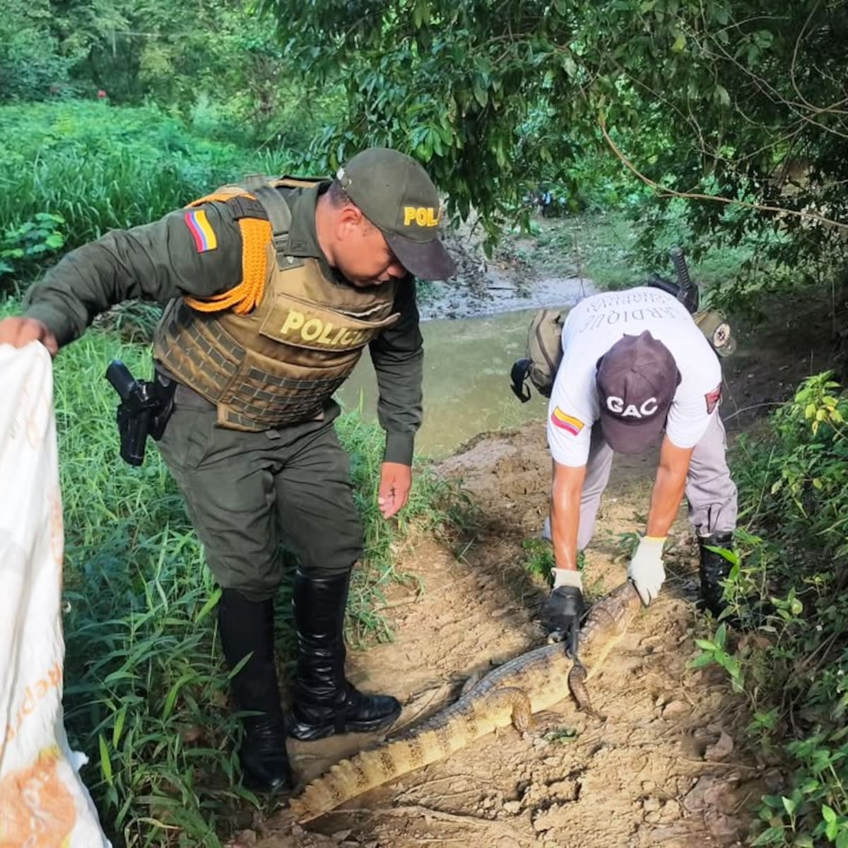 Dos babillas fueron rescatadas por la Policía de Bolívar
