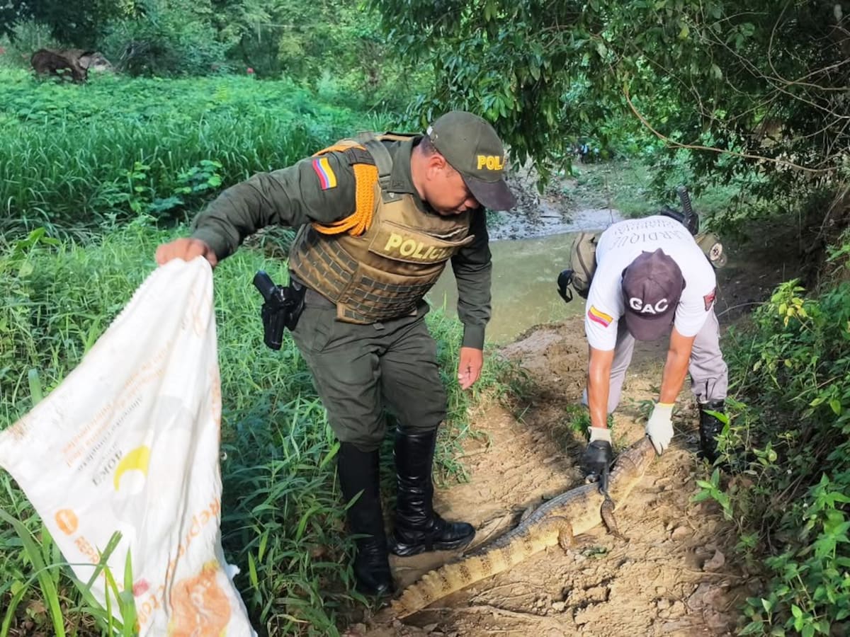 Dos babillas fueron rescatadas por la Policía de Bolívar