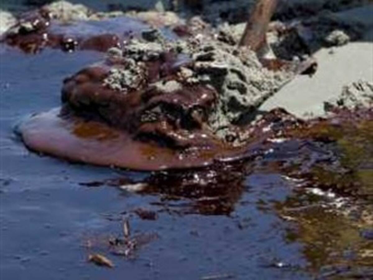 Moratoria a perforaciones petroleras en EEUU generará gran pérdida empleos