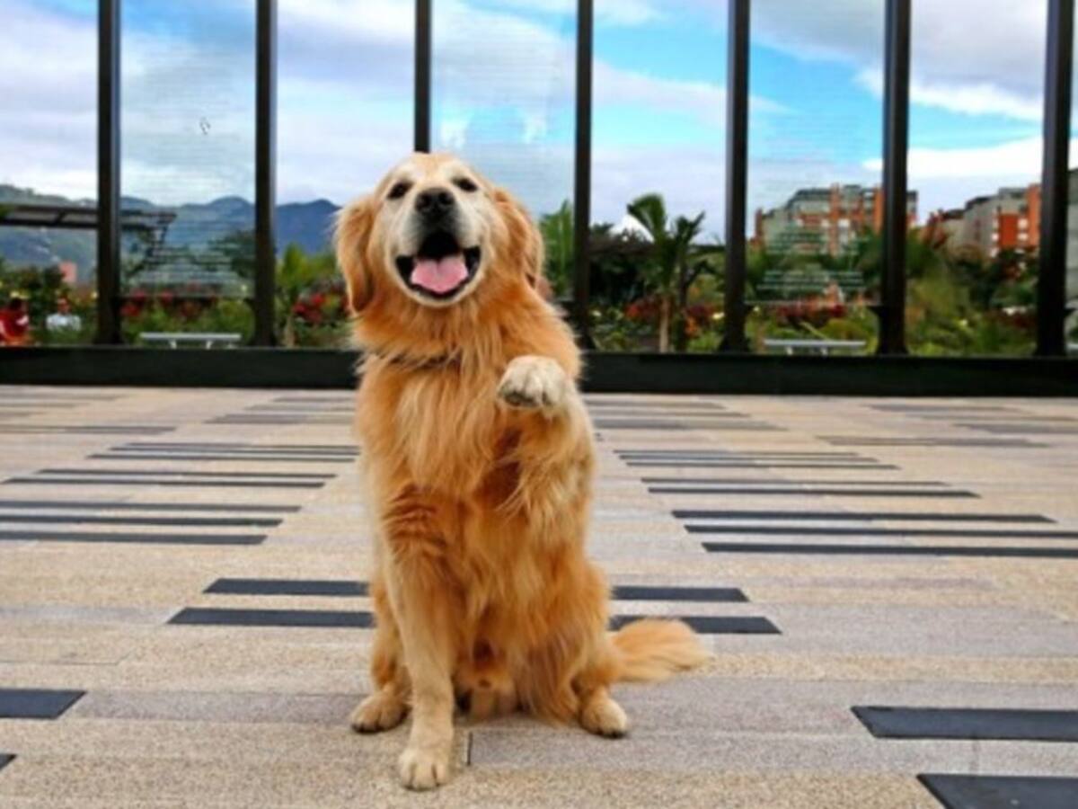 460 kilos de alimento para perros han donado los risaraldenses