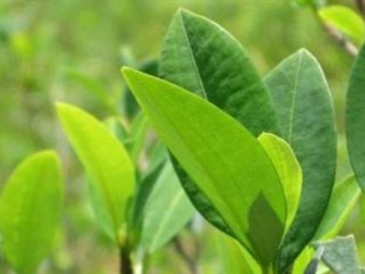 Santos celebra disminución en cultivos de coca y exhorta a absoluta erradicación