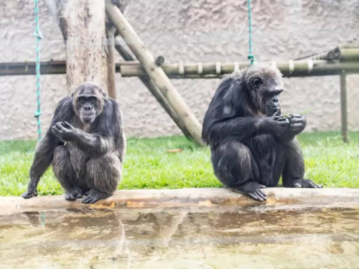 Muerte de chimpancés de Ukumarí enfrenta a Juan Pablo Gallo y Mauricio Salazar
