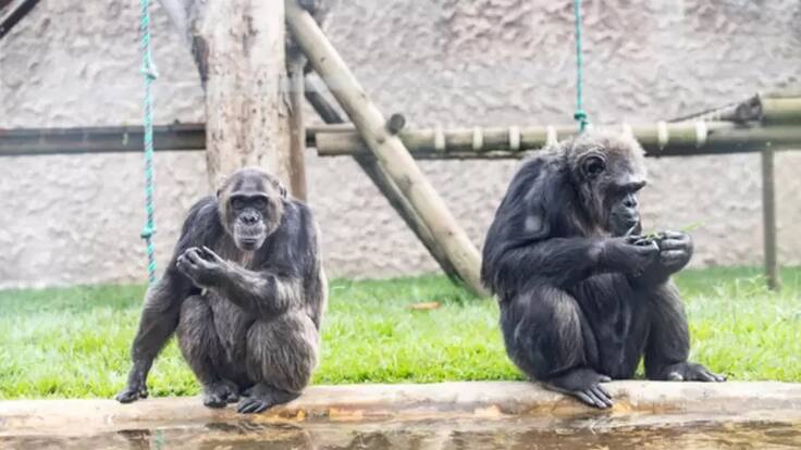 Muerte de chimpancés de Ukumarí enfrenta a Juan Pablo Gallo y Mauricio Salazar