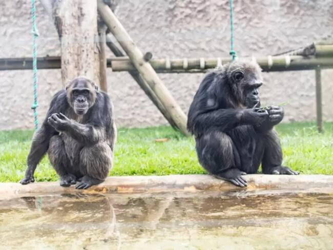 Muerte de chimpancés de Ukumarí enfrenta a Juan Pablo Gallo y Mauricio Salazar