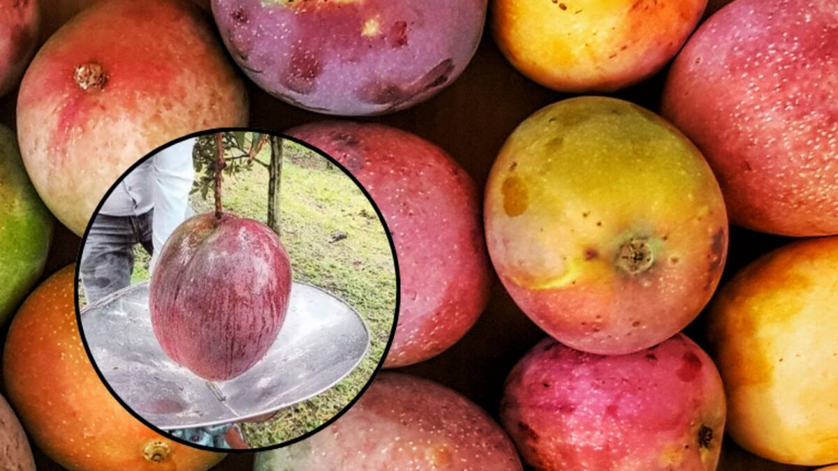 El mango más grande del mundo que fue encontrado en Boyacá, ¿cuánto pesaba?