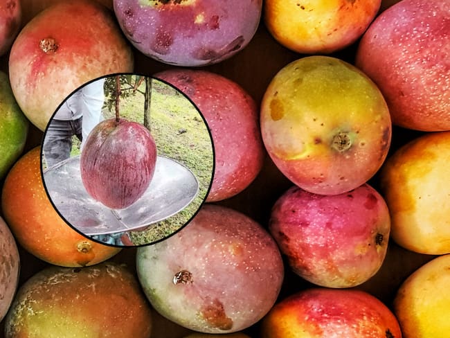 Mangos de diferentes tamaños y al lado el mango más pesado del mundo (Fotos vía Getty Images y foto tomada del sitio oficial de Giness World Records)