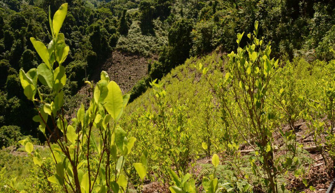 Piden a MinDefensa aclarar presuntos montajes en erradicación de cultivos