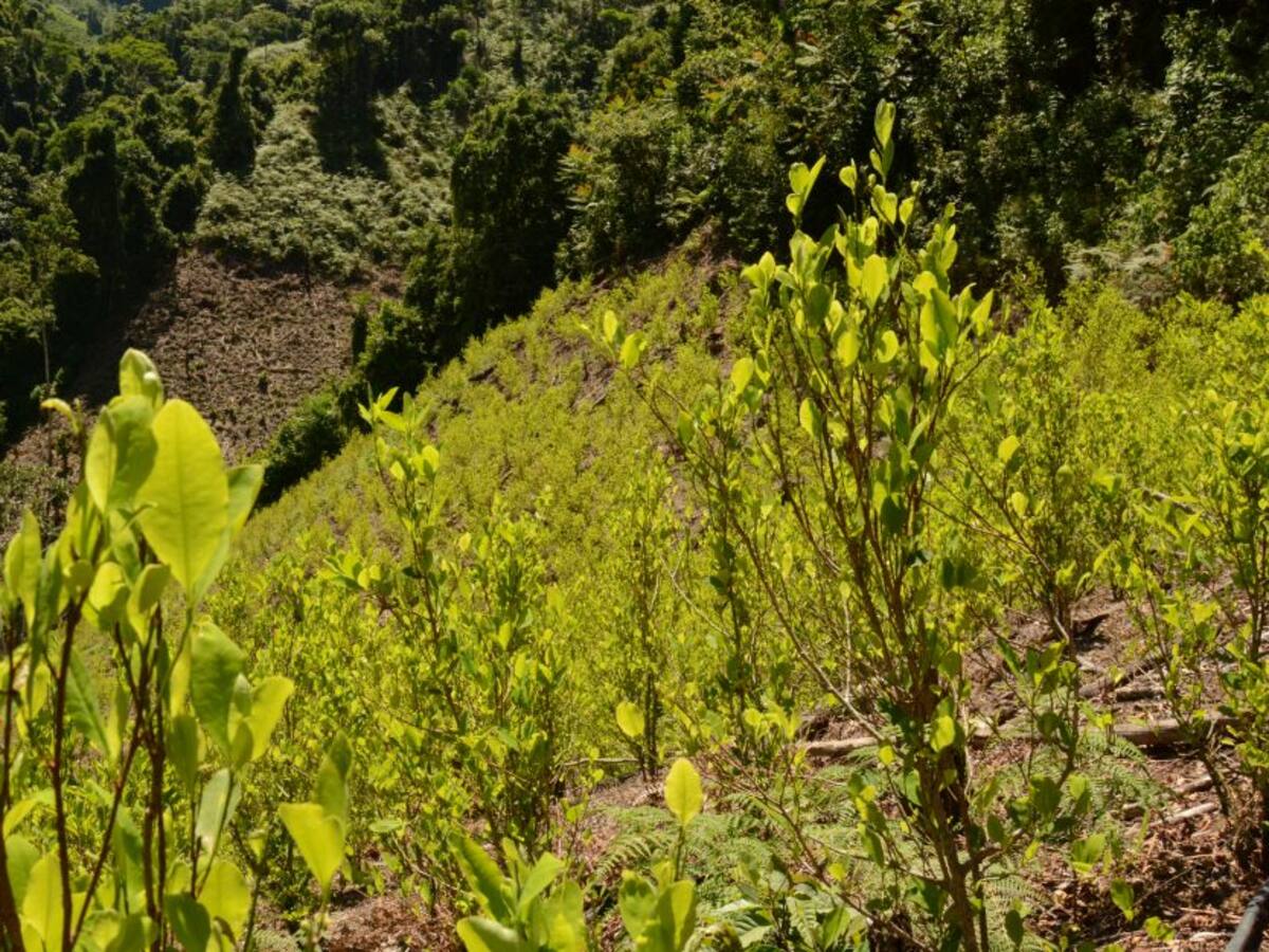 Piden a MinDefensa aclarar presuntos montajes en erradicación de cultivos