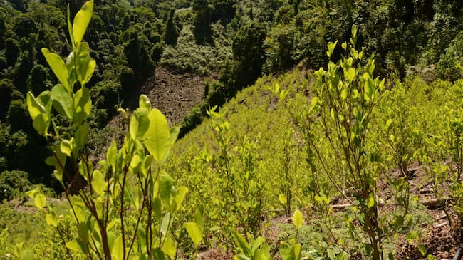 Piden a MinDefensa aclarar presuntos montajes en erradicación de cultivos