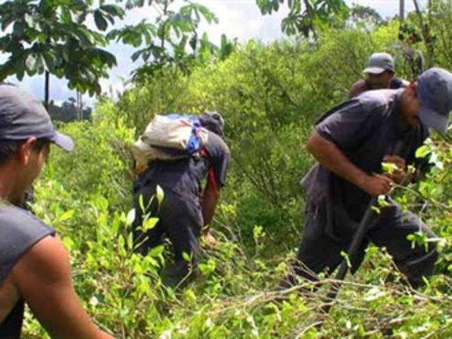 Buenos resultados en erradicación de cultivos ilícitos en municipios de Antioquia