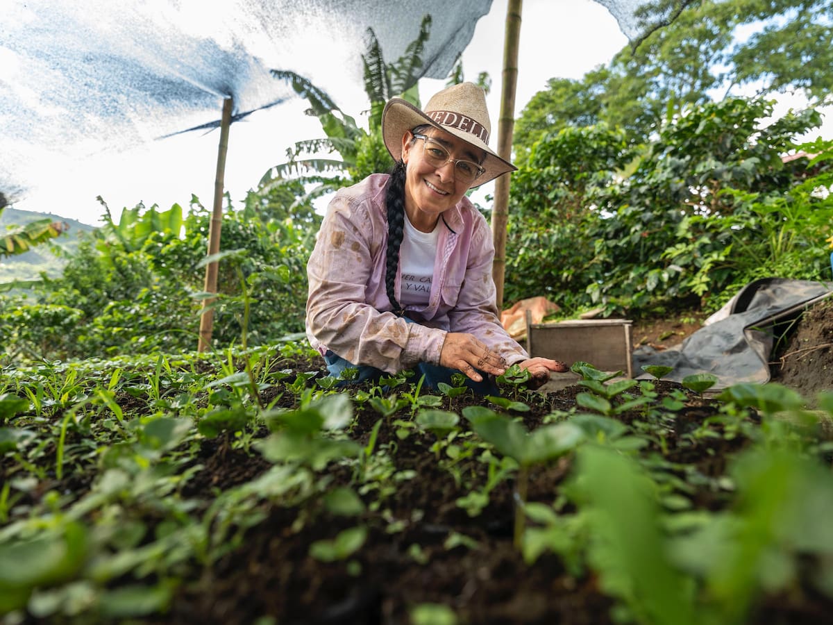 Risaralda impulsa el agro con más de $40 mil millones, beneficiando de forma clave a la caficultura