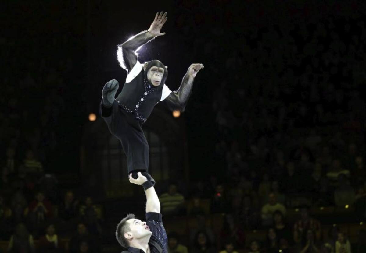 Hoy, viernes 11 de octubre de 2013 es la inauguración del Festival Mundial de Circo "Idol", en Moscú (Rusia).