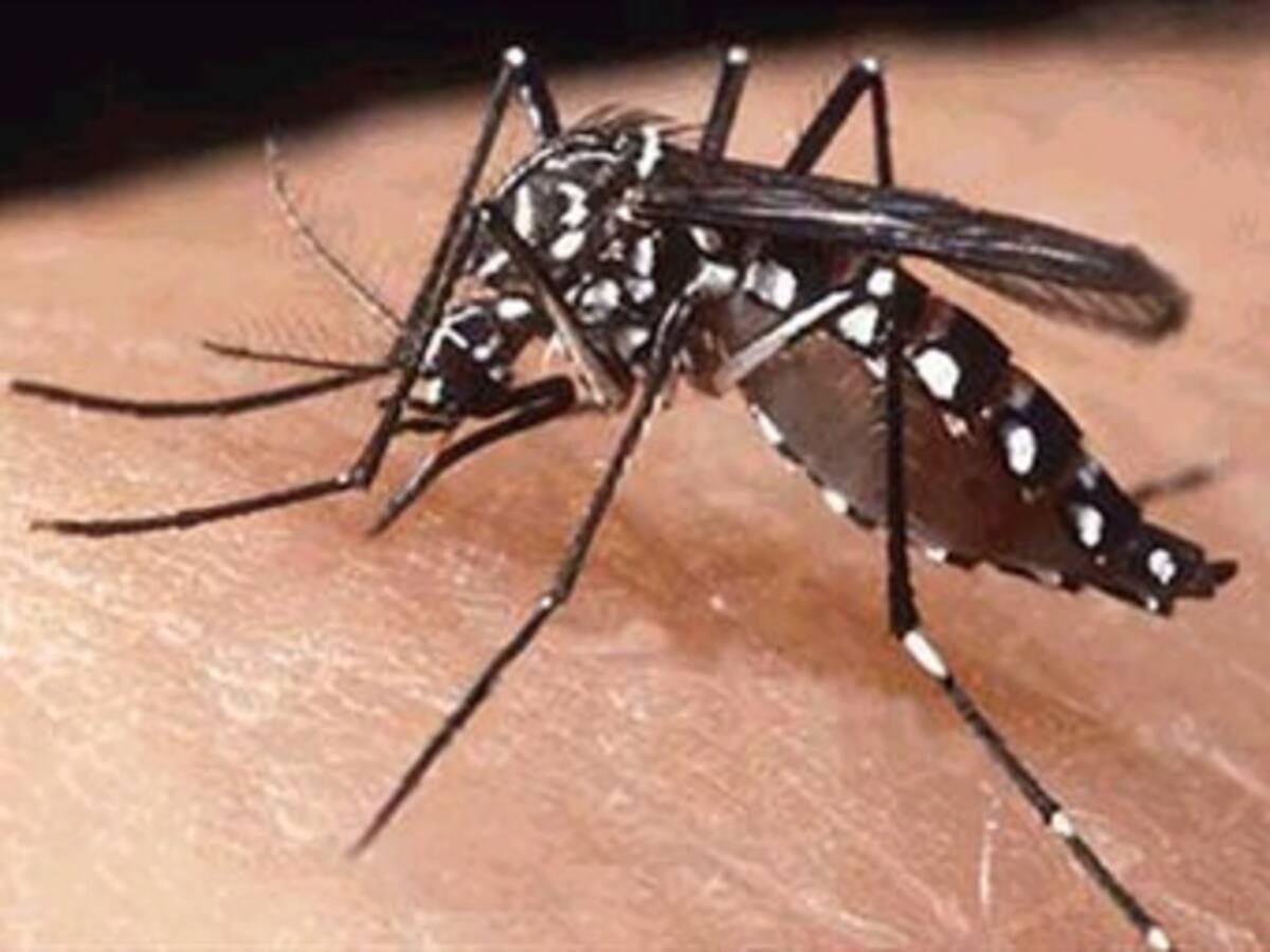 Confirman otros 14 casos de dengue en Caldas
