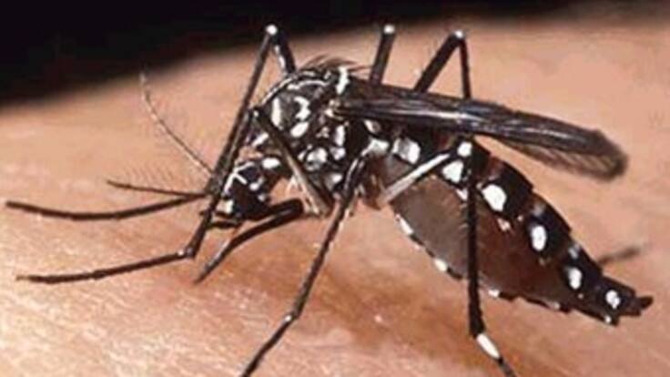 Confirman otros 14 casos de dengue en Caldas