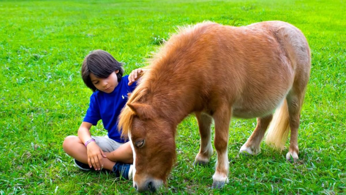 ¿Qué hacer en Pony Parque Mesa de Los Santos?
