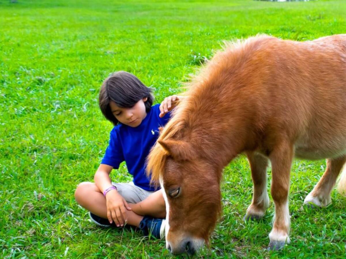 ¿Qué hacer en Pony Parque Mesa de Los Santos?