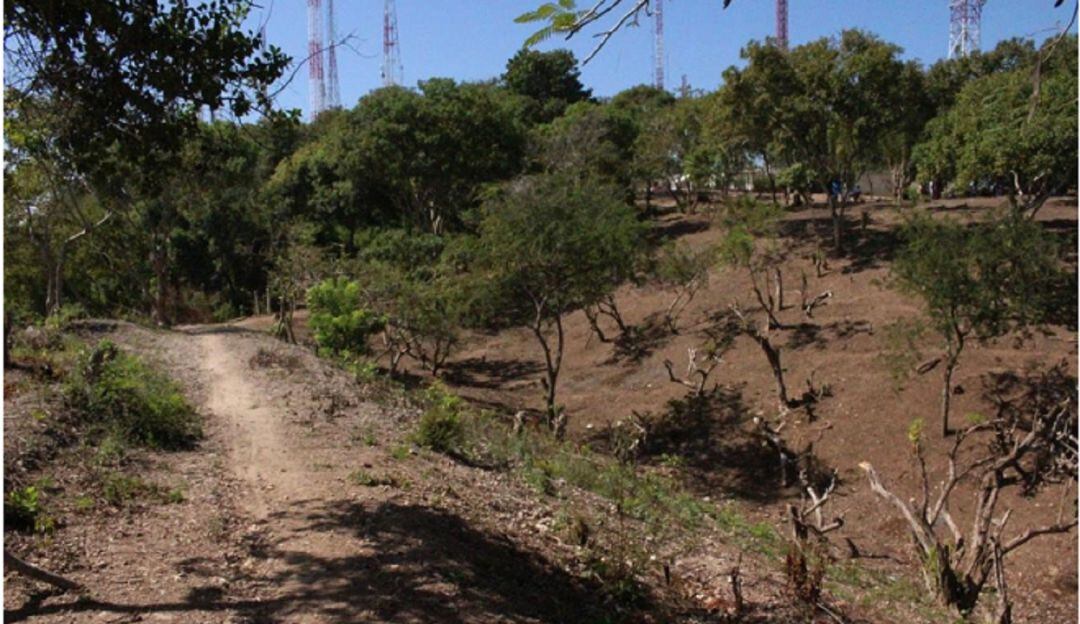 Árboles frutales en La Popa