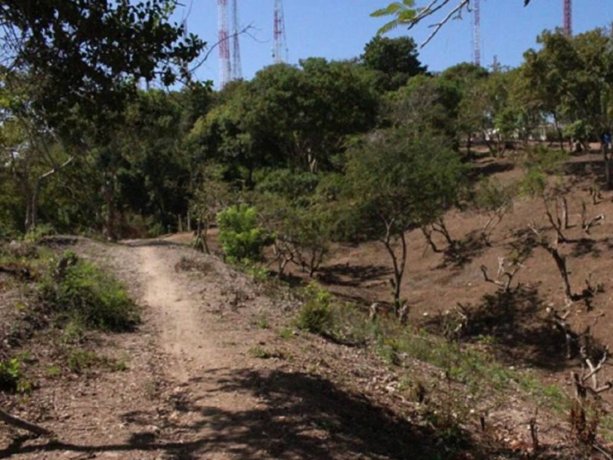 Proceso de siembra no ha terminado: EPA sobre árboles frutales en La Popa