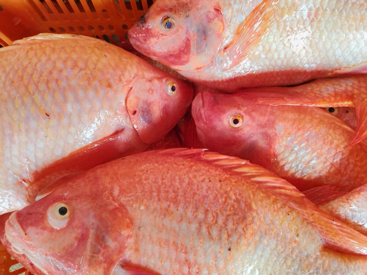 Semana Santa con Sabor Huilense: Pescado de Nuestra Tierra