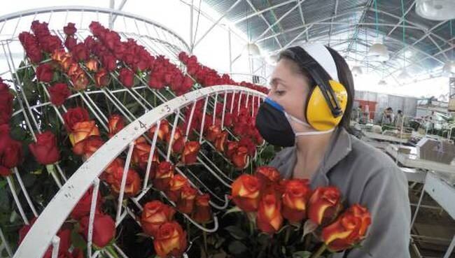 Miles de rosas producidas en Boyacá para celebrar San Valentín dejaron de ser exportadas por el impacto del Fenómeno de El Niño