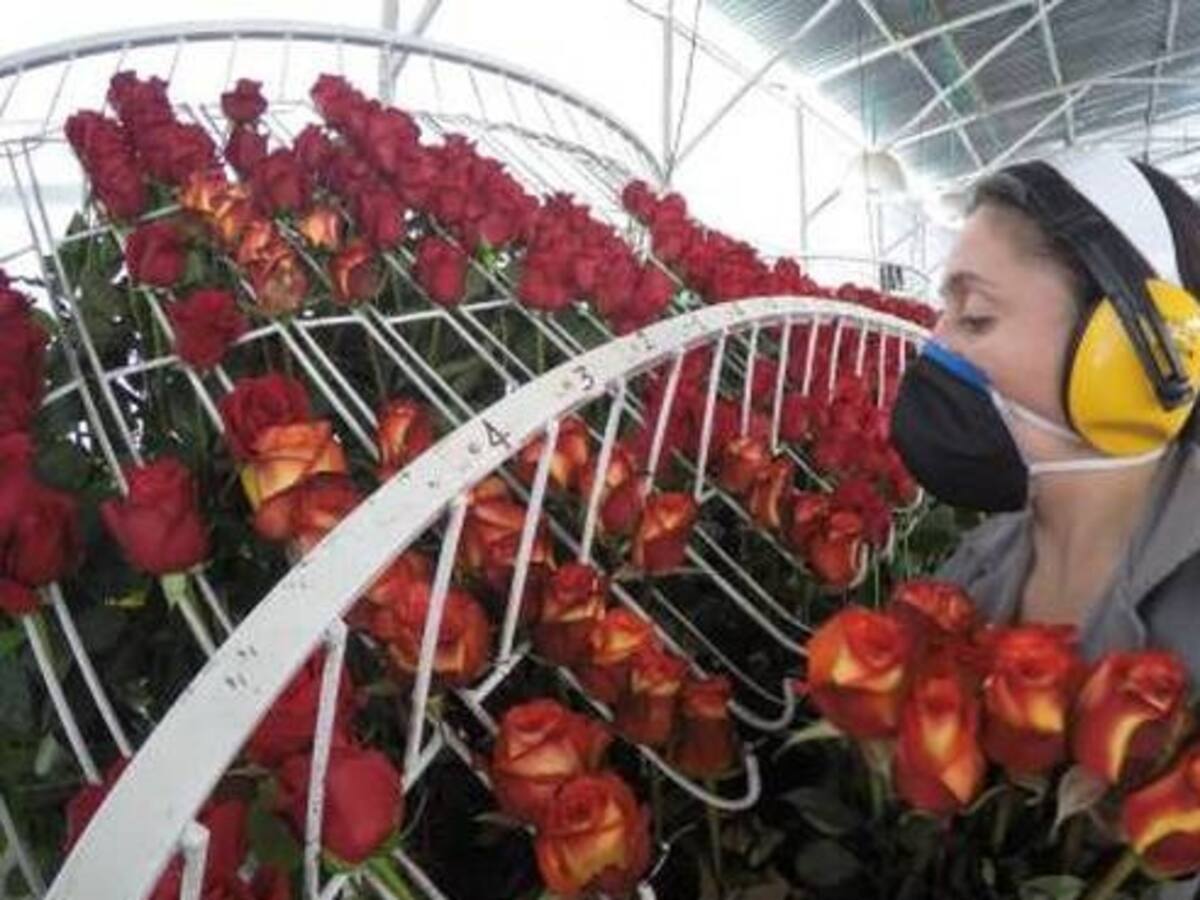 Fenómeno de El Niño afectó exportación de rosas de Boyacá para celebración de San Valentín