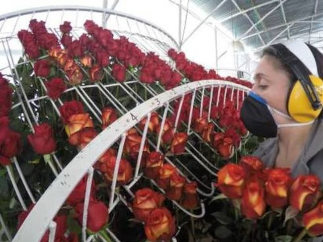 Miles de rosas producidas en Boyacá para celebrar San Valentín dejaron de ser exportadas por el impacto del Fenómeno de El Niño