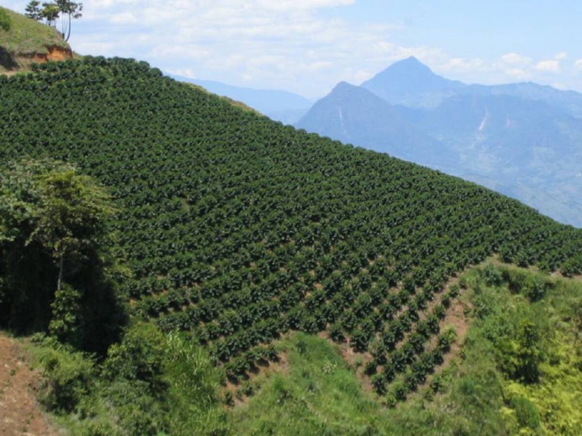 Microtráfico, el causante de la violencia en el Suroeste de Antioquia