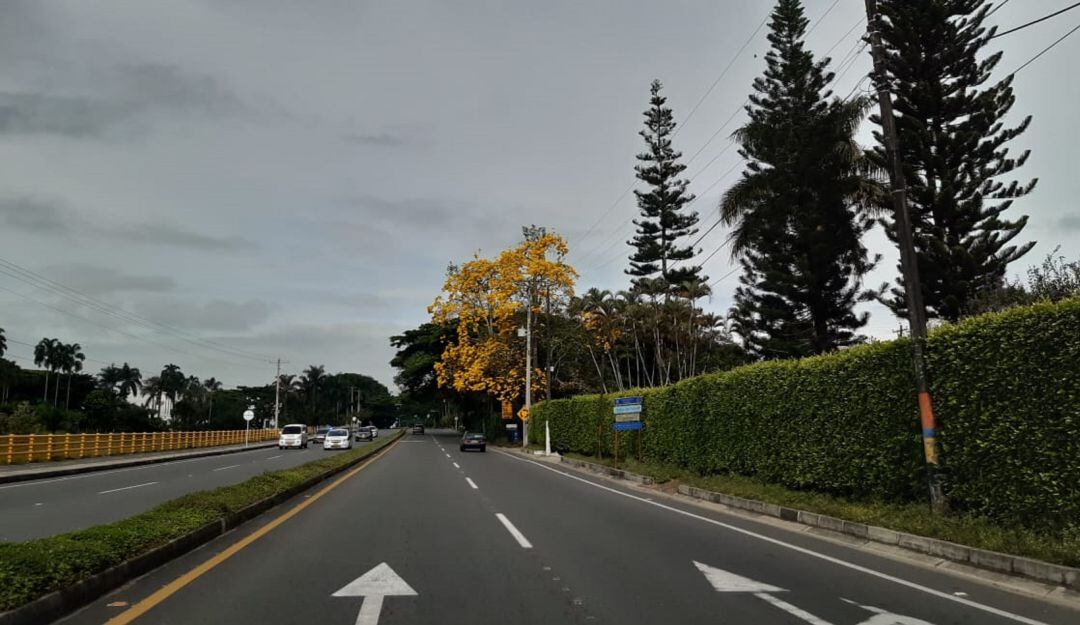 Guayacanes florecido en la vía entre Armenia y La Tebaida