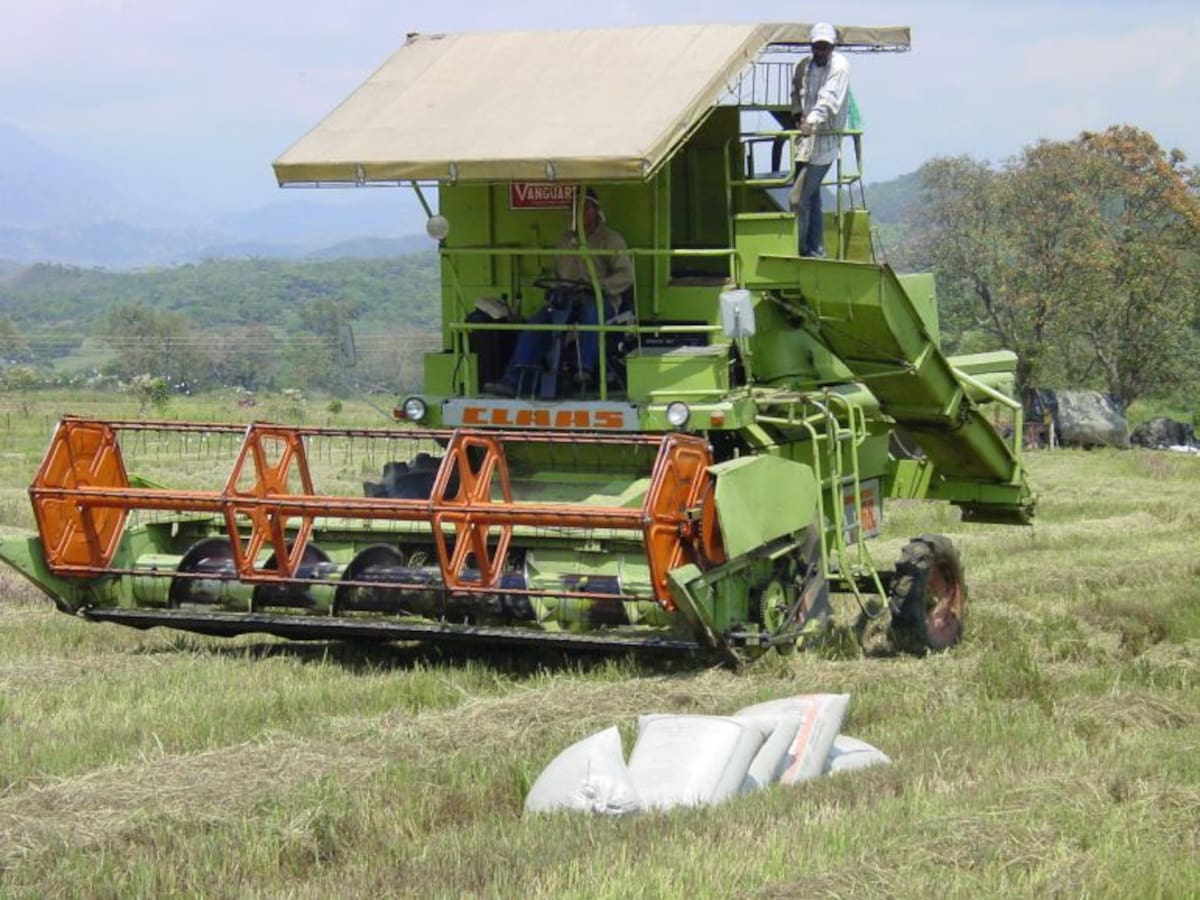 En el Tolima están paradas las siembras de arroz por el fuerte verano.