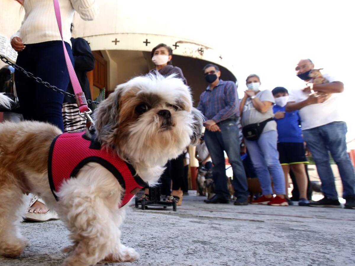 Aprobado en primer debate proyecto que crearía la cédula animal en el país