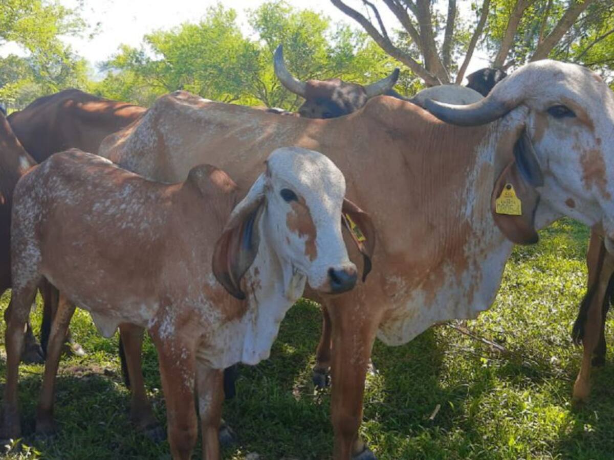 Ganaderos del Tolima se preparan para la temporada de verano