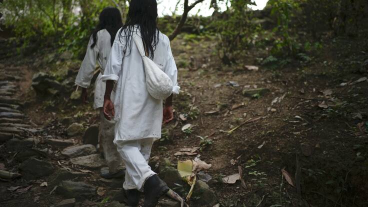 Conexión Jaguar: el mejor programa de compensación de emisiones