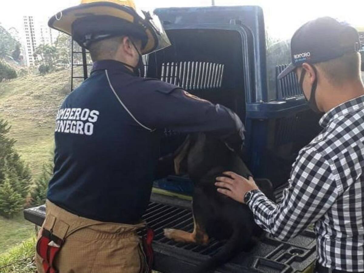 Ocho perros han sido envenenados en Rionegro, Antioquia