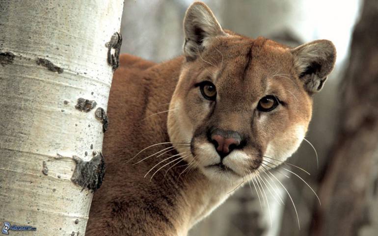 Puma