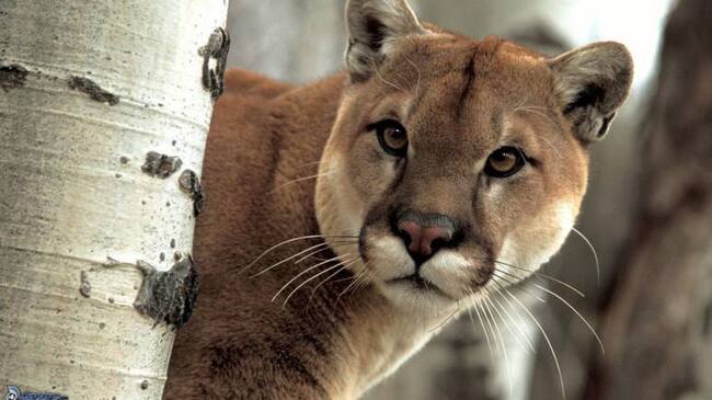 Puma