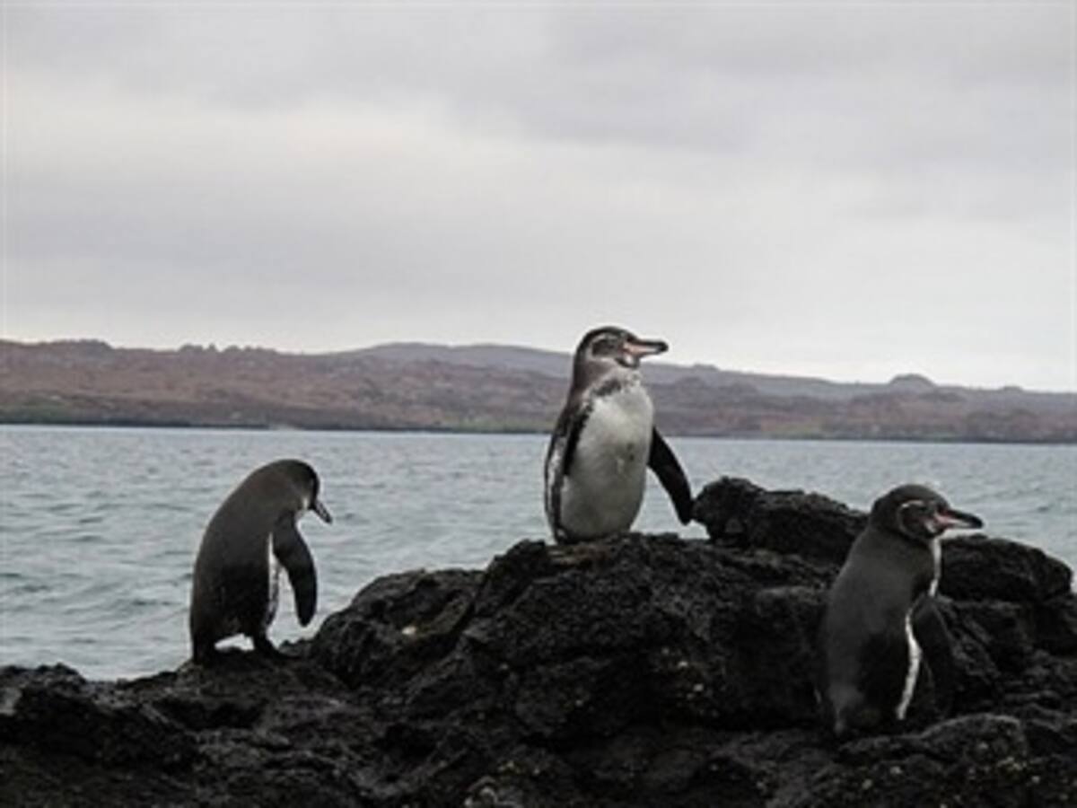 Animales polares a orillas de Lima