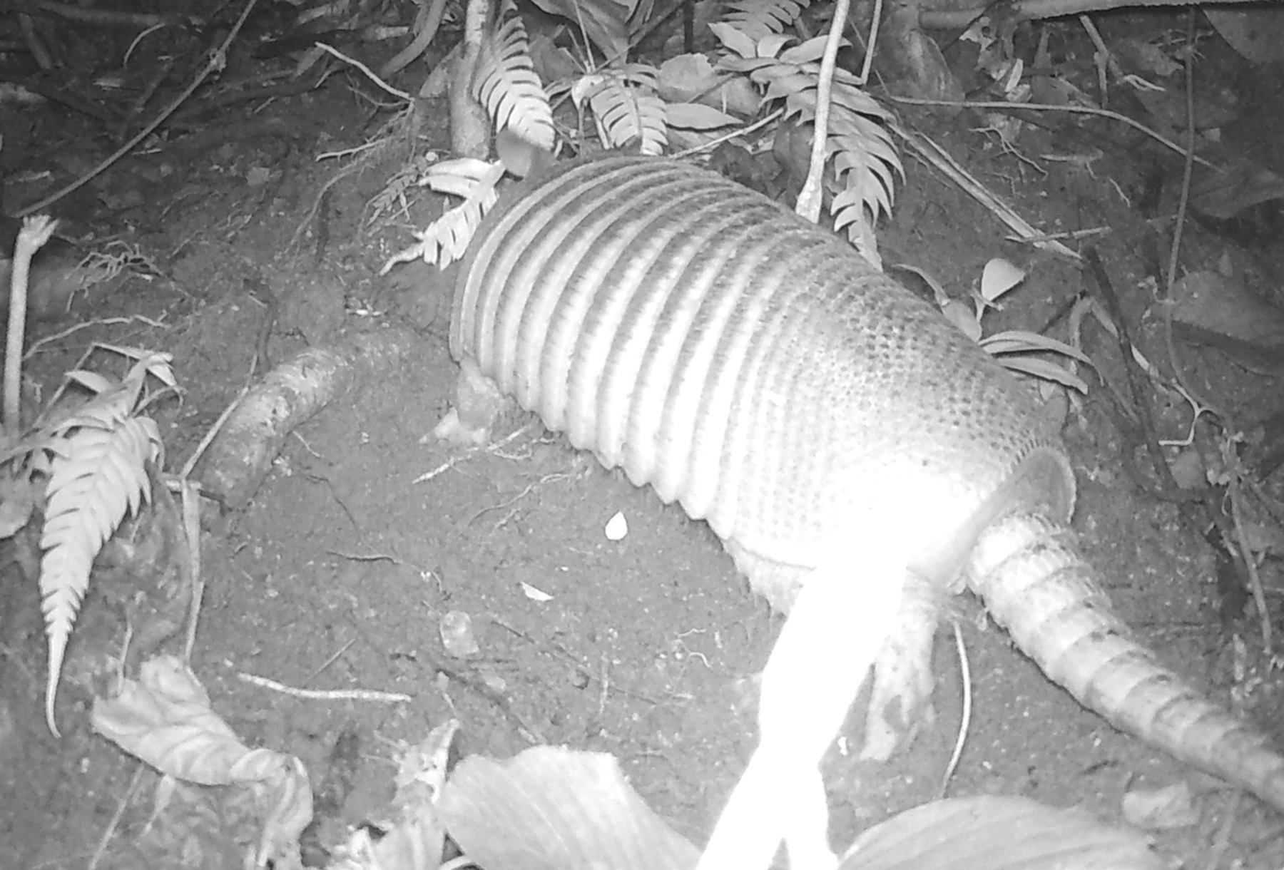 Foto de cámaras trampa de Cortolima