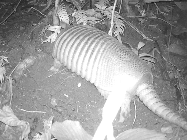Foto de cámaras trampa de Cortolima