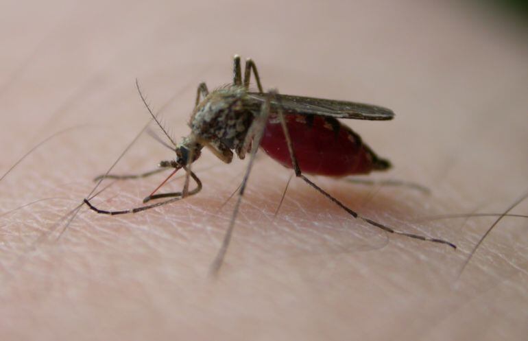 En Barranquilla se registran 471 casos de gestantes que padecen el virus.