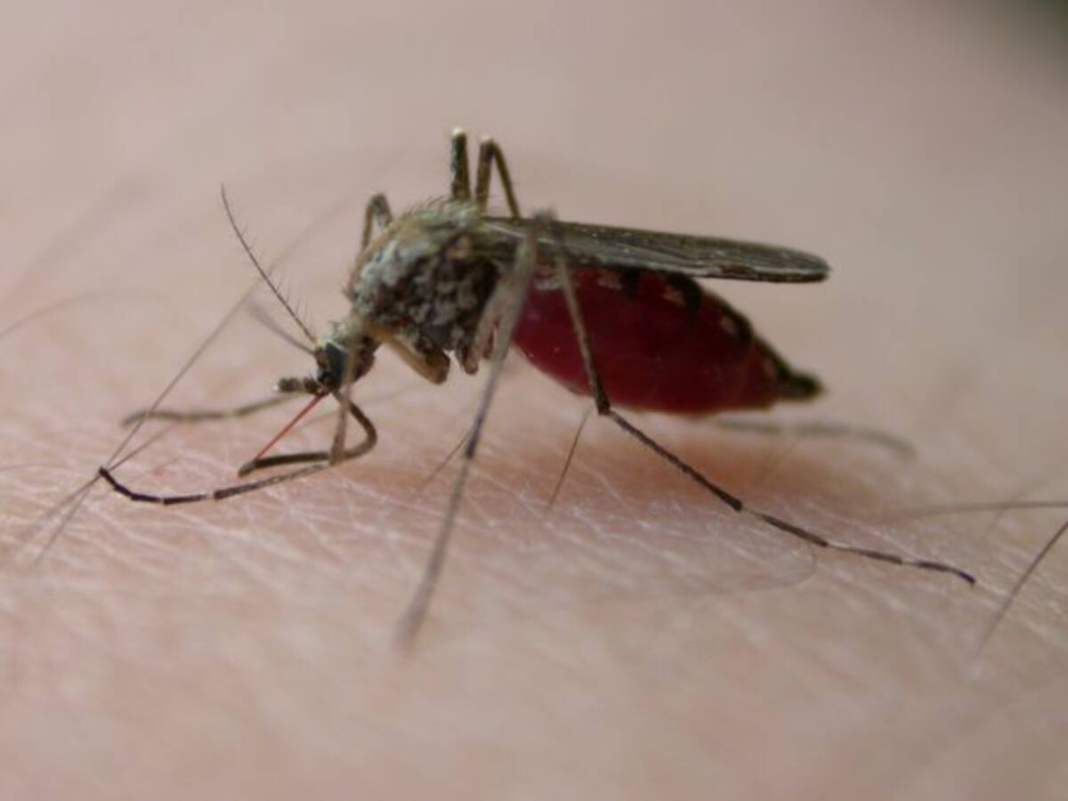 Expertos de EE.UU estudian casos de zika en Barranquilla