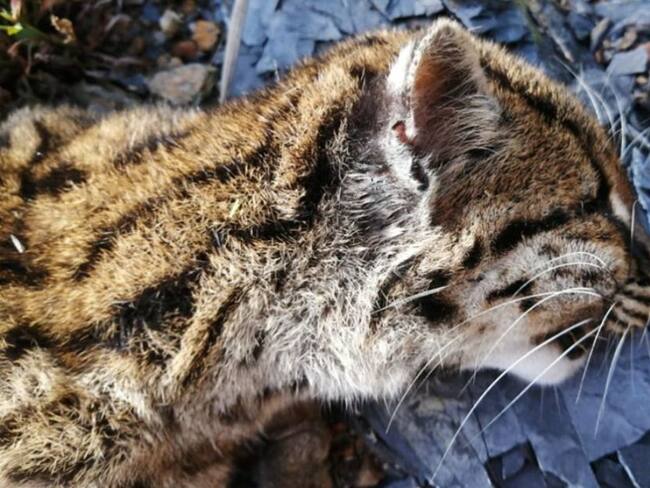 Dos tigrillos murieron arrollados en San José de Miranda