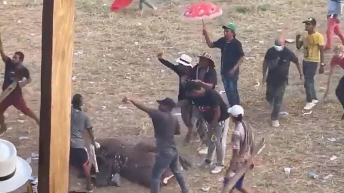 15 personas heridas y animales muertos y heridos en corralejas en Caucasia