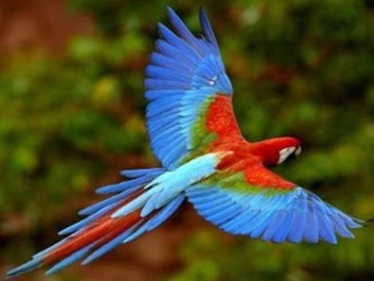 Amazonas 20-30, una iniciativa para conservar la biodiversidad
