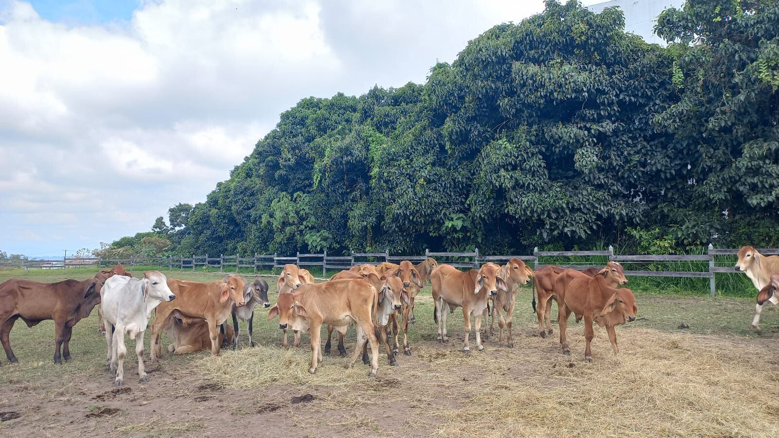 Fue exitoso el ciclo de vacunación adicional de aftosa, que realizaron la Fedegan y el ICA