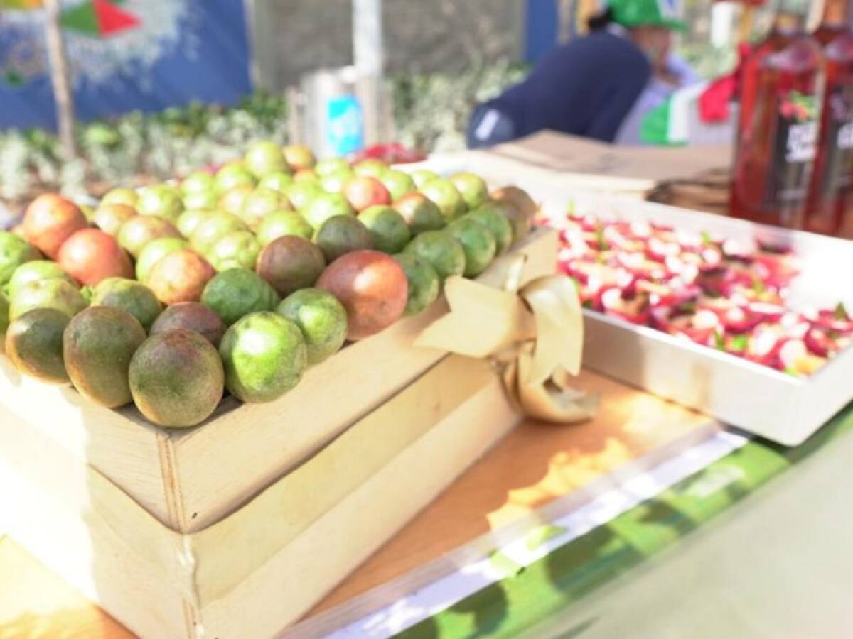 Se reactiva el Festival de la Ciruela con nueva plaza en Campeche