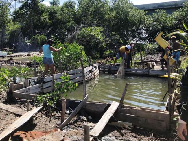 Desmotan cinco criaderos ilegales de sábalos en la zona norte de Cartagena