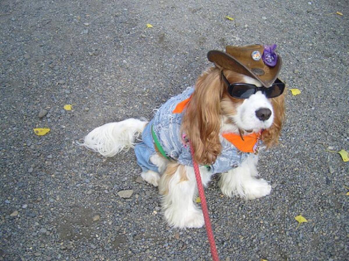 Las personas no dudan en vestir a sus mascotas el día de Halloween. Tanto ellos como los espectadores disfrutan, tanto así que participan en concursos.